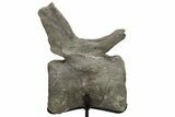 Sauropod Dinosaur (Camarasaurus) Caudal Vertebra - Colorado #209201-6